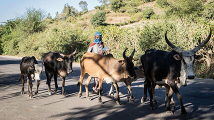 A woman walks next to her cows in Kemise, Ethiopia, on December 10, 2021. (Photo by Amanuel Sileshi / AFP)